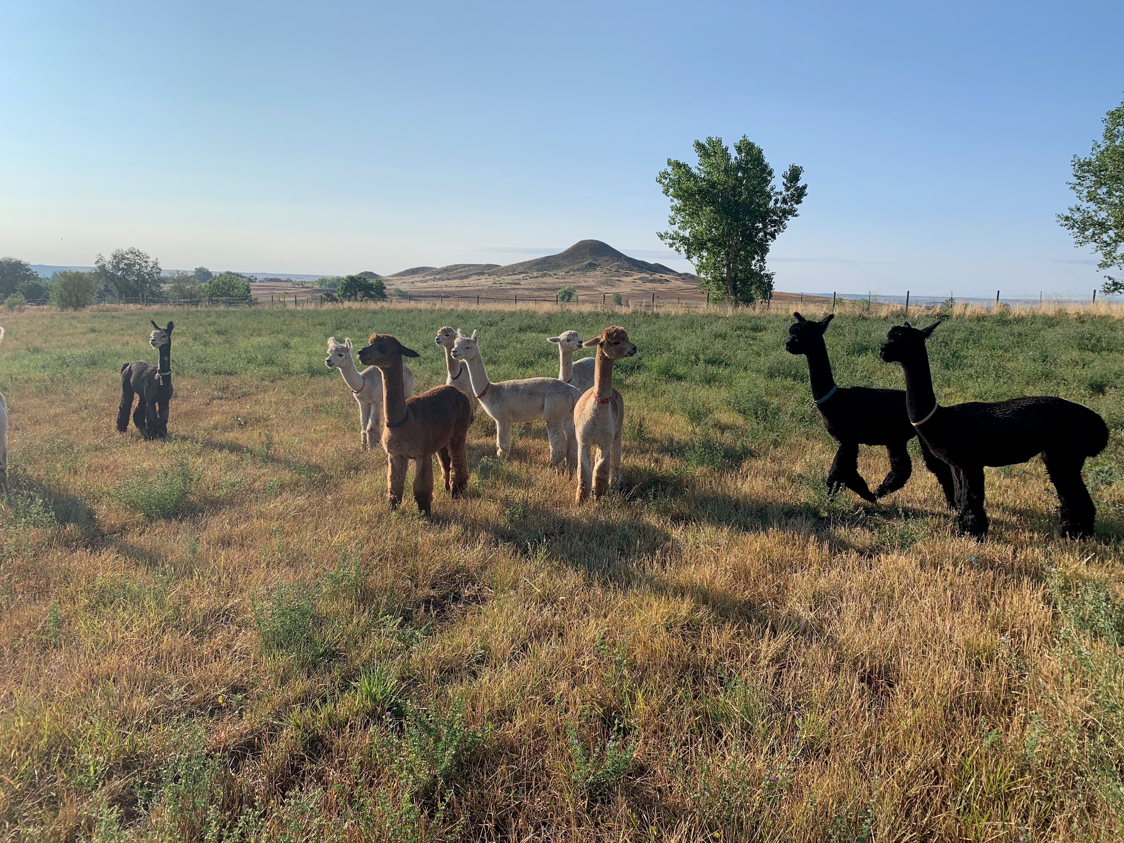 Alpacas at the Miraflora farm in Boulder, CO